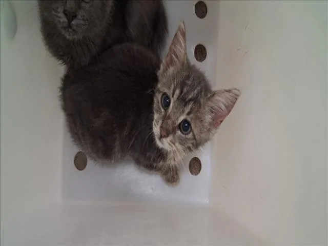 A baby small-sized female Domestic Short Hair cat named Lilac for adoption in Santa Fe, NM