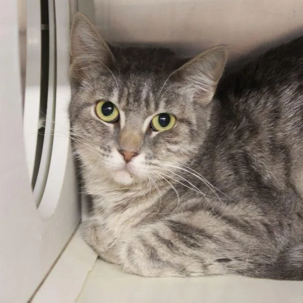 An adult medium-sized female Domestic Short Hair cat named Pearla for adoption in Des Moines, IA