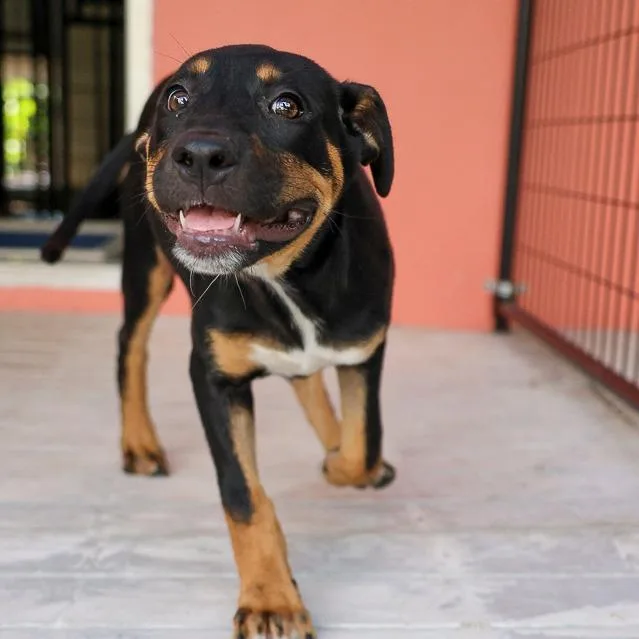 A baby medium-sized female Black Mixed Breed dog named Gnocchi for adoption in Bradenton, FL