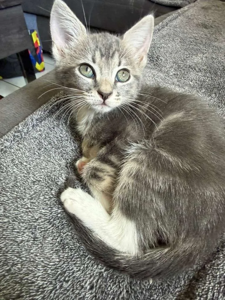 A baby medium-sized female Tabby (Gray / Blue / Silver) Domestic Short Hair cat named Mist for adoption in Sunrise, FL