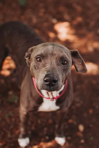 An adult medium-sized female American Staffordshire Terrier dog named B Harley Quinn for adoption in North Charleston, SC
