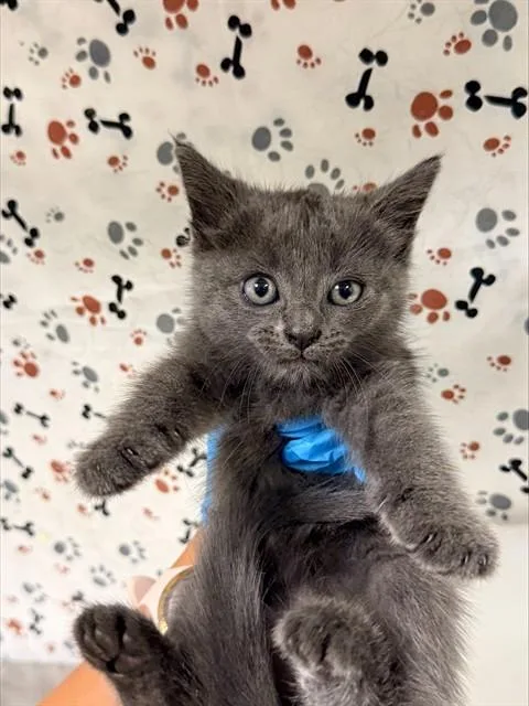 A baby small-sized female Domestic Short Hair cat named Tweety for adoption in Riverside, CA