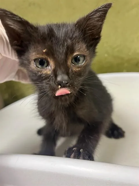 A baby small-sized male Domestic Short Hair cat named Bat for adoption in Riverside, CA