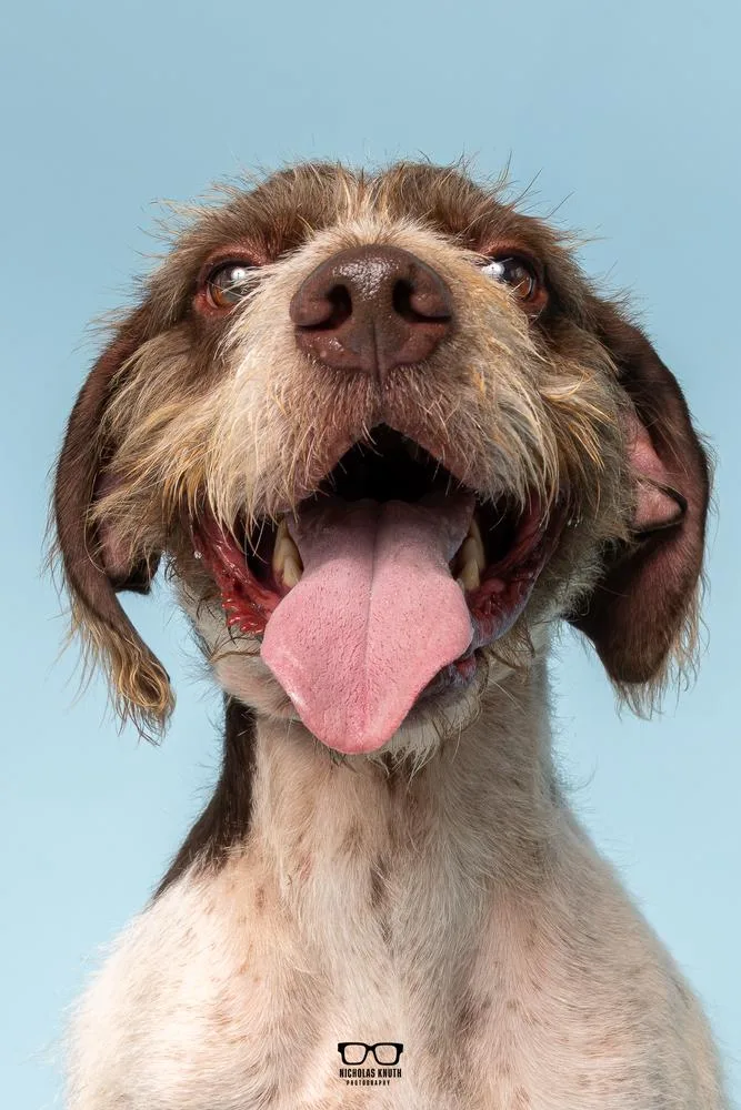 An adult medium-sized male Tricolor (Brown, Black, & White) German Wirehaired Pointer dog named Belmont for adoption in Palatine, IL