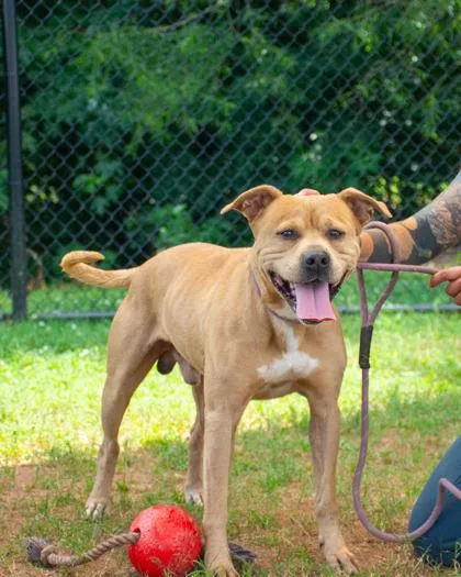 An adult large-sized male Mixed Breed dog named Bean Goose for adoption in Chamblee, GA