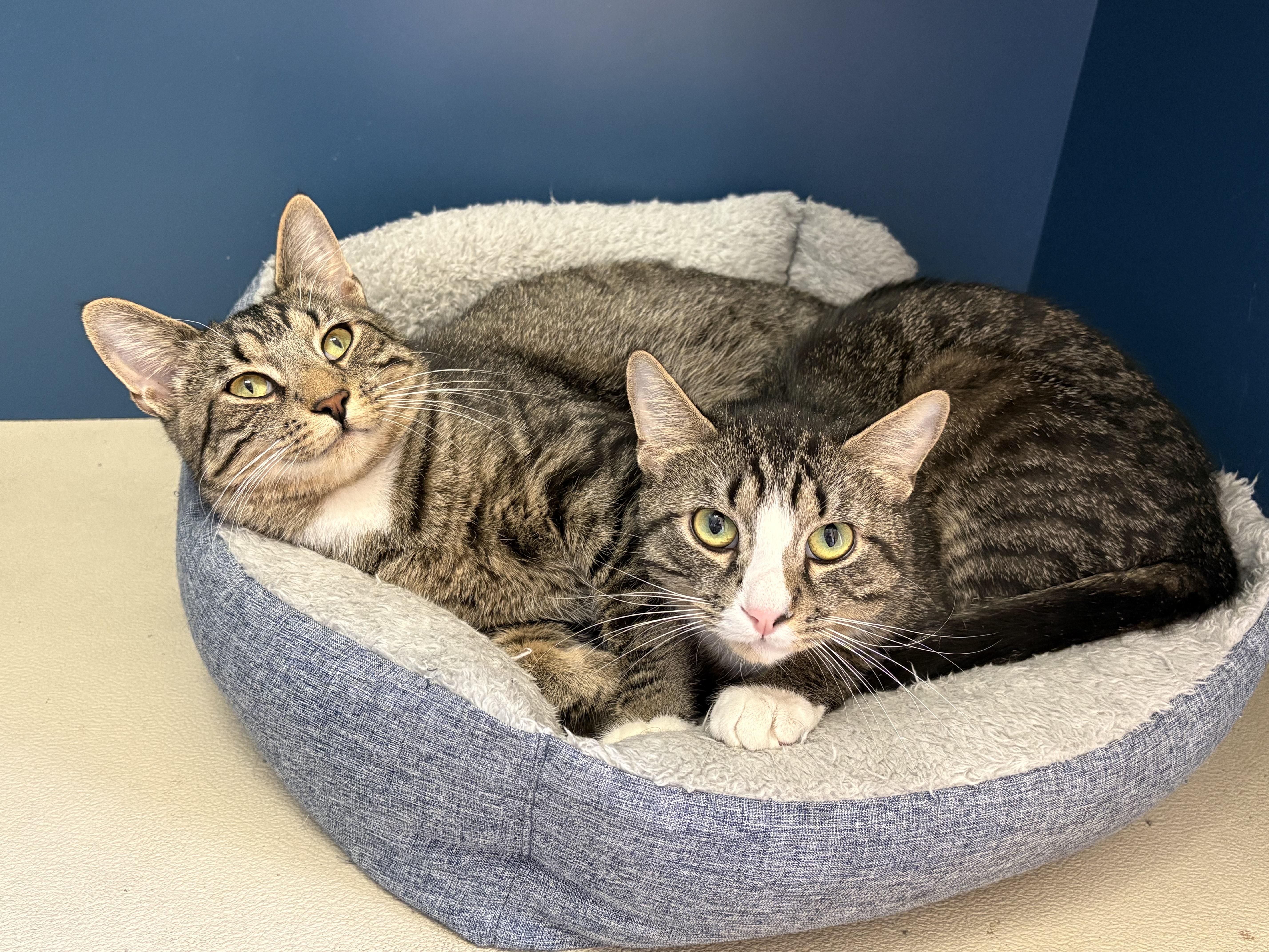 A young medium-sized male Tabby (Tiger Striped) Domestic Short Hair cat named Biscuit & Gravy for adoption in Wantagh, NY