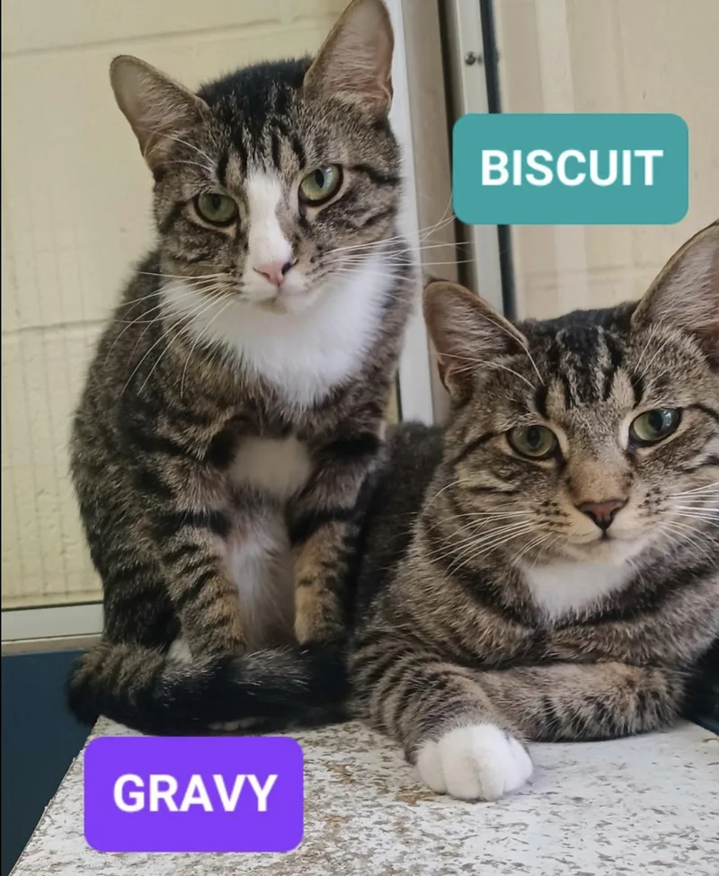 Biscuit & Gravy thumbnail 2