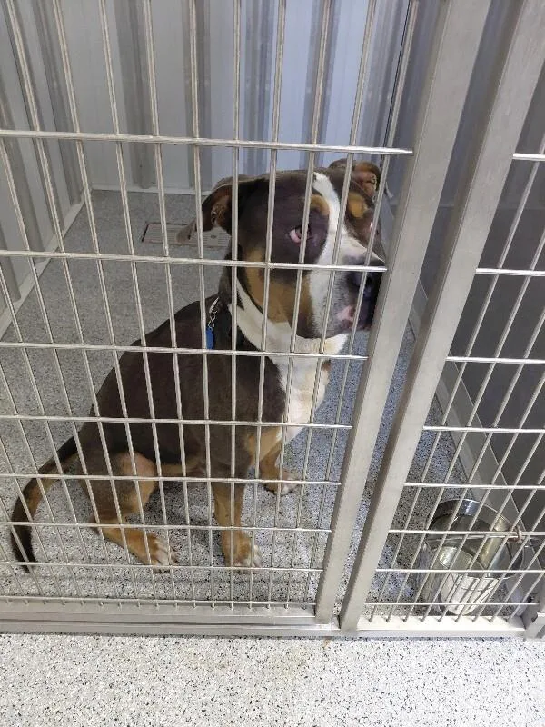 An adult large-sized male Tricolor (Brown, Black, & White) Pit Bull Terrier dog named Meech for adoption in bellefontaine, OH