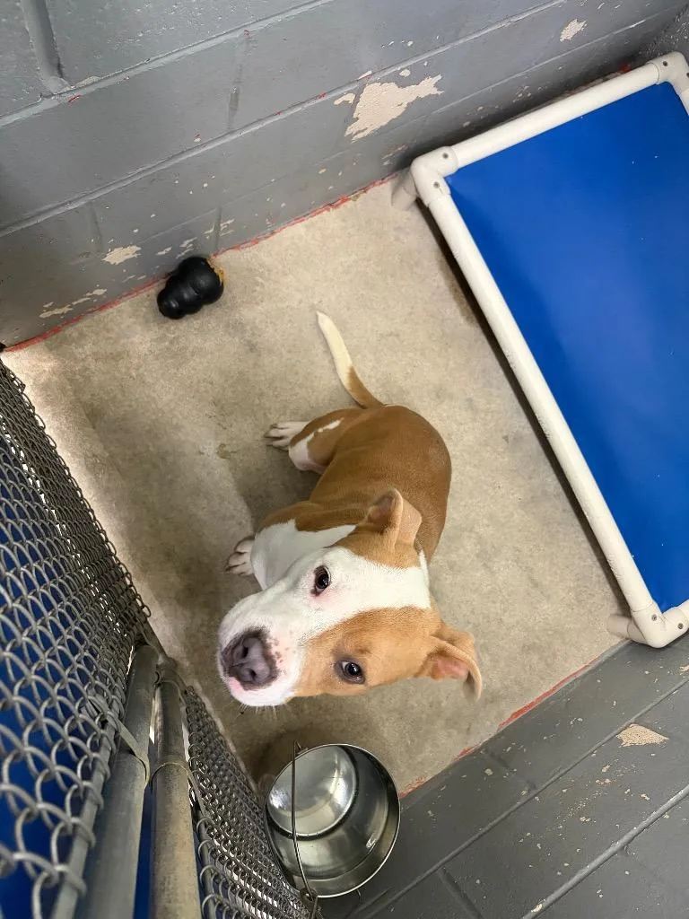 A young medium-sized male Pit Bull Terrier dog named Scooby for adoption in Berlin, MD