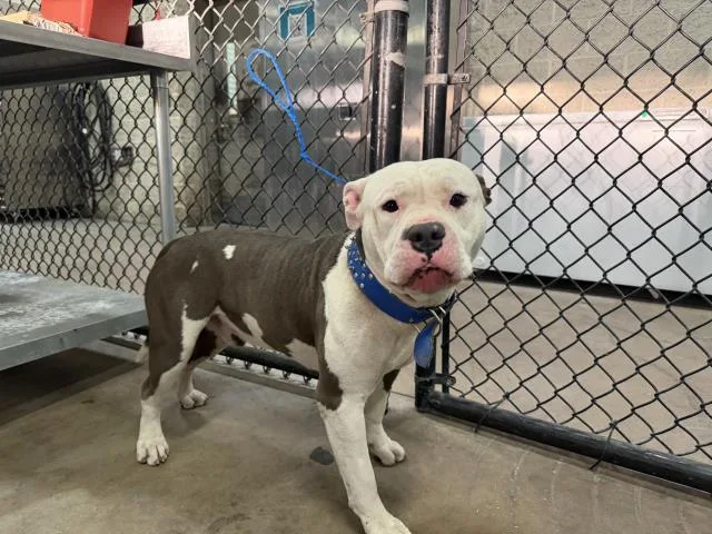 A young large-sized male Pit Bull Terrier dog named Chapo for adoption in Dallas, TX