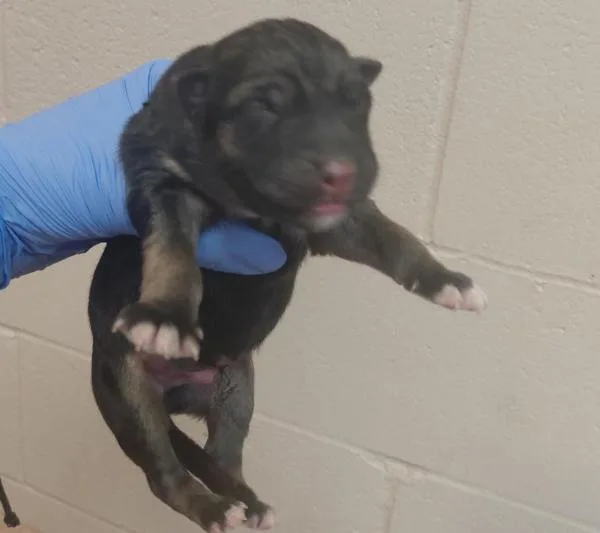 A baby medium-sized male German Shepherd Dog dog named Luka for adoption in San Diego, CA