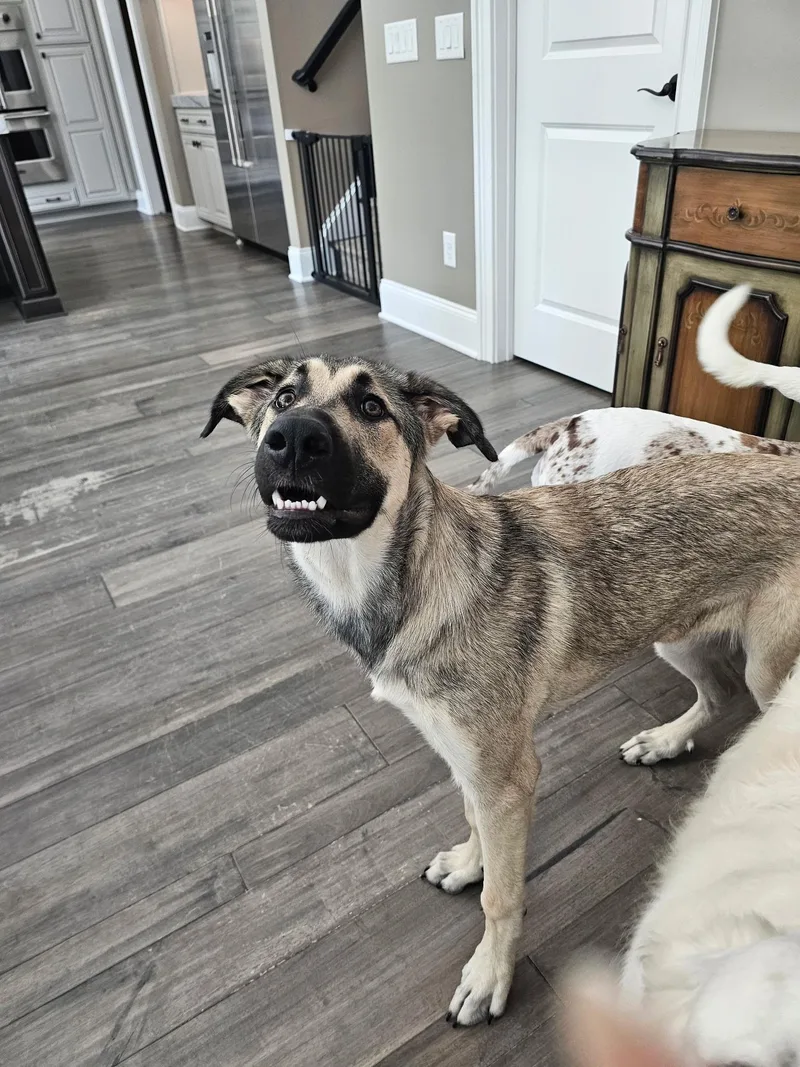 A young large-sized female Anatolian Shepherd dog named Gnocchi for adoption in Charlotte, NC