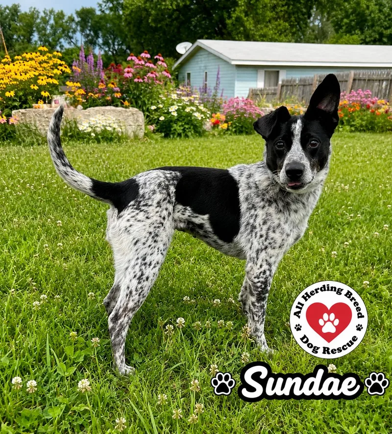 Sundea thumbnail 2