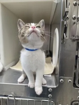 A baby small-sized male Domestic Short Hair cat named Malcolm for adoption in Westland, MI