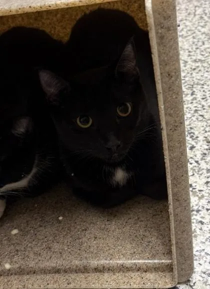 An adult small-sized female Domestic Short Hair cat named Willow Tree for adoption in Fairfax, VA