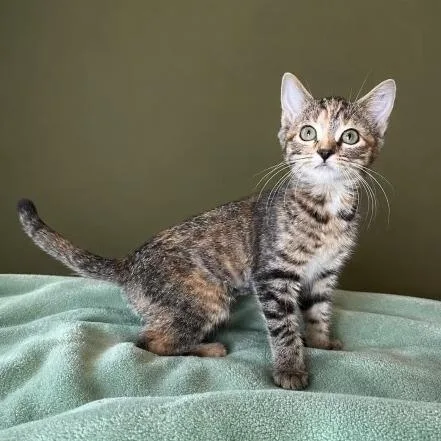 A baby small-sized female Brown / Chocolate Domestic Short Hair cat named Junebug for adoption in San Antonio, TX