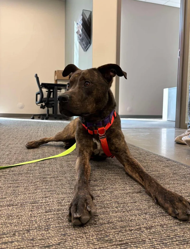 An adult large-sized male Brindle Pit Bull Terrier dog named Alfalfa Long Timer Special! for adoption in Cedar Rapids, IA