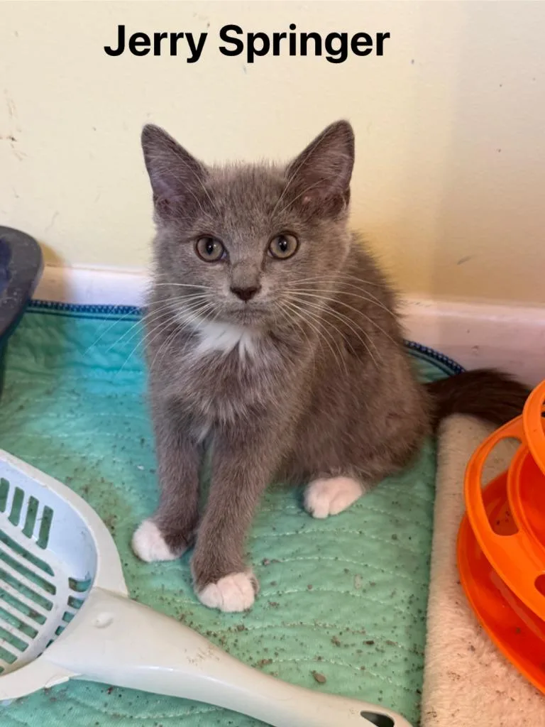 A baby medium-sized female Domestic Short Hair cat named Jerry Springer for adoption in Johnson City, TN