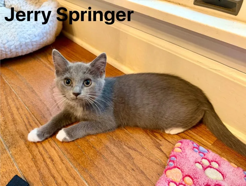 Jerry Springer thumbnail 2