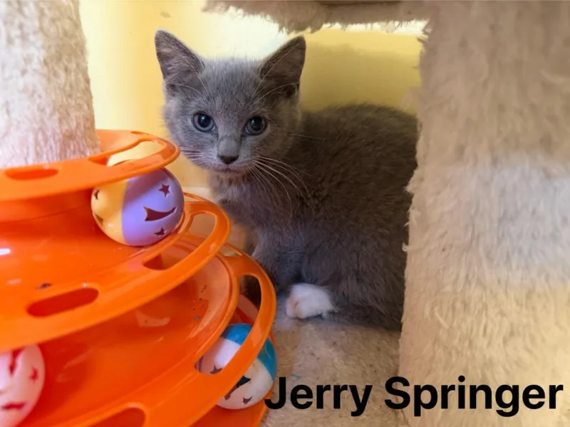 Jerry Springer thumbnail 3