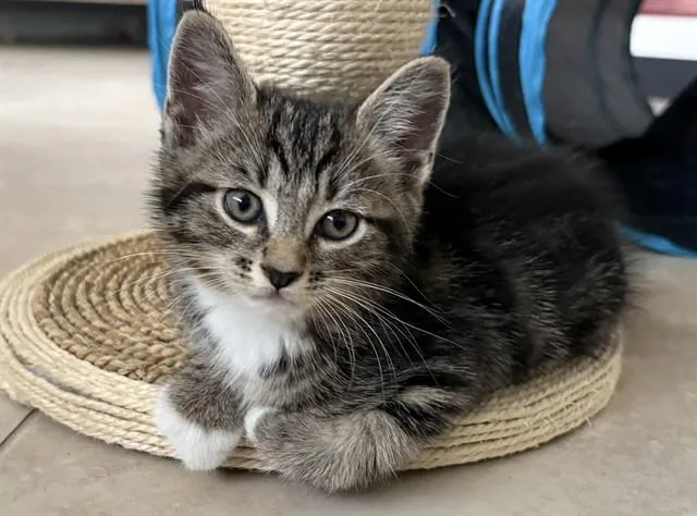 A baby small-sized male Domestic Short Hair cat named Zep for adoption in Sarasota, FL