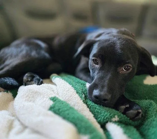 A baby medium-sized female Black Labrador Retriever dog named Everly for adoption in North Prairie, WI