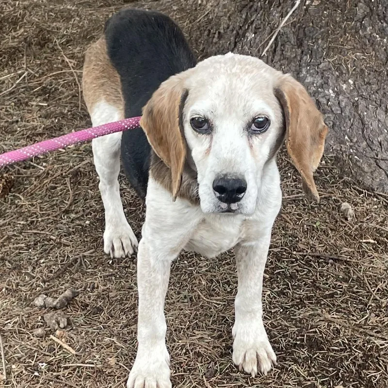 A senior medium-sized male Black Beagle dog named Jeffrey for adoption in Washington, PA