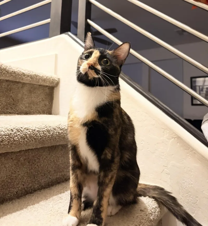 A young medium-sized female Tortoiseshell cat named Solera Celeste for adoption in Chandler, AZ