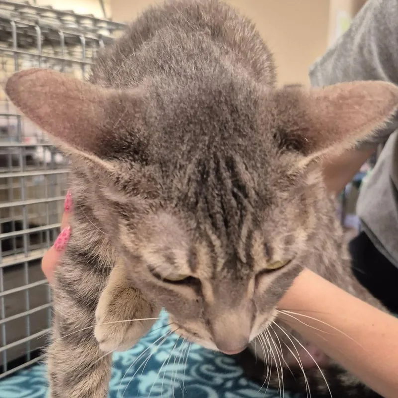 An adult medium-sized female Gray / Blue / Silver Domestic Short Hair cat named Pita for adoption in Lake Panasoffkee, FL