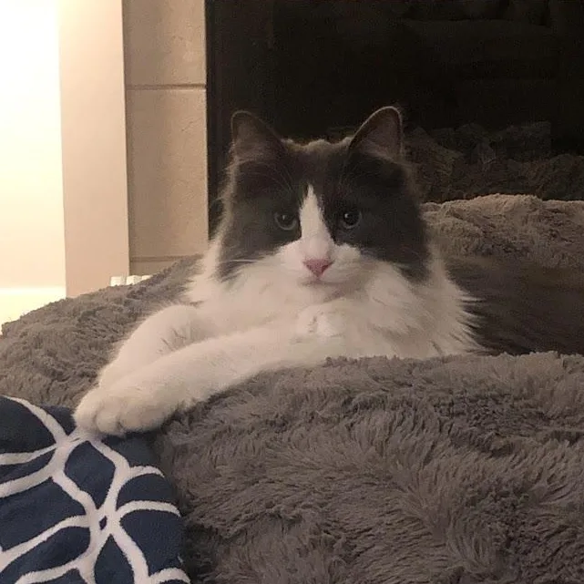An adult medium-sized male Gray & White Domestic Long Hair cat named Nubbin for adoption in Renton , WA