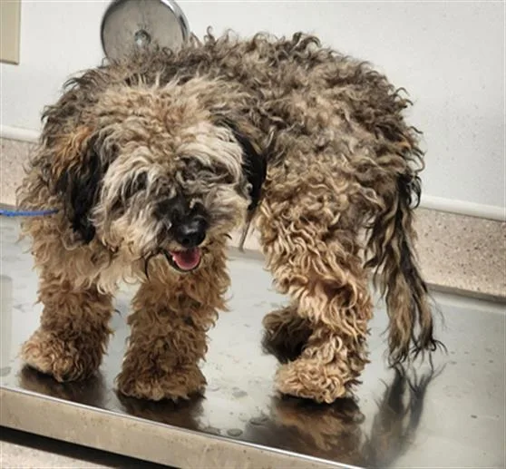 A young small-sized male Shih Tzu dog named Biggie Smalls for adoption in Bakersfield, CA
