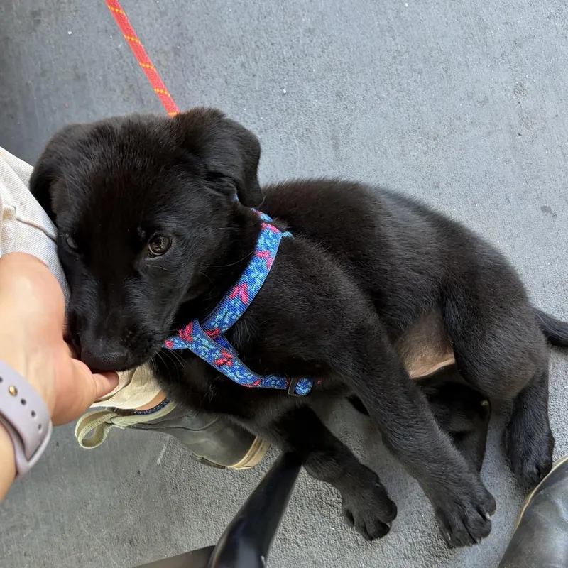 A baby medium-sized female Labrador Retriever dog named Sadie for adoption in Raleigh, NC
