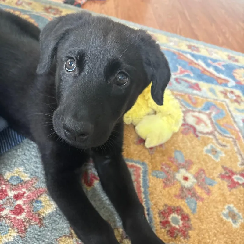 Sadie thumbnail 5