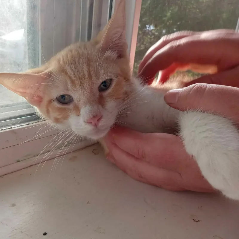 A baby medium-sized male Domestic Short Hair cat named Freddy for adoption in Mira Loma, CA