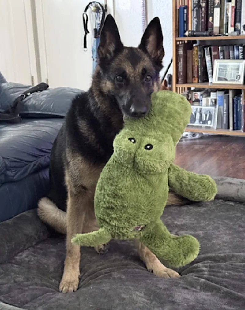 An adult large-sized female Black German Shepherd Dog dog named Luna for adoption in Amherst, MA