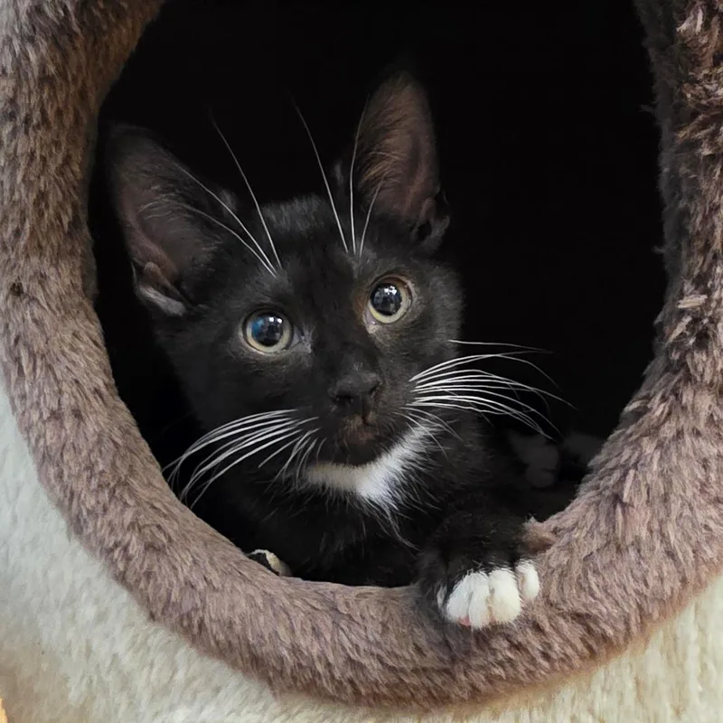 A baby small-sized female Black Domestic Short Hair cat named Duke for adoption in Frederick, MD