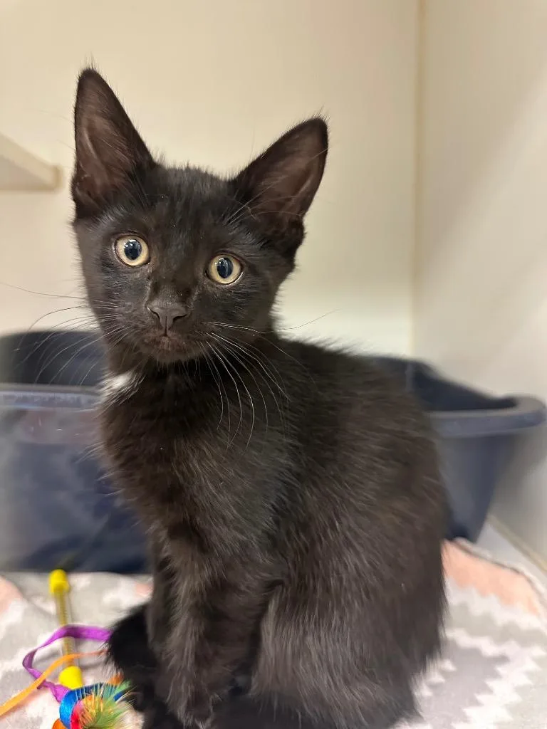 A baby medium-sized male Domestic Short Hair cat named Blackie for adoption in Johnson City, TN