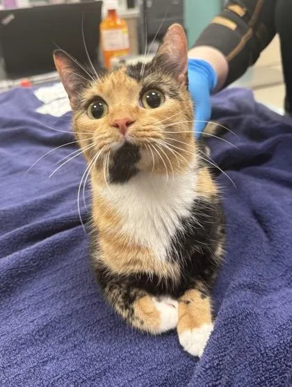 A young small-sized female Domestic Short Hair cat named Daisy Jones for adoption in Fishers, IN