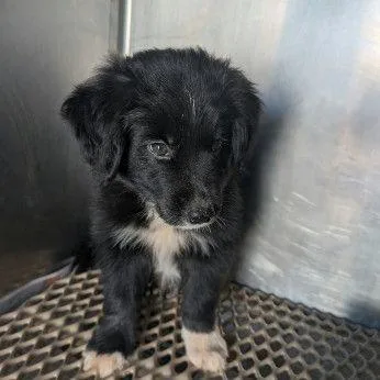 A young medium-sized male Mixed Breed dog named Kai for adoption in Allentown, PA