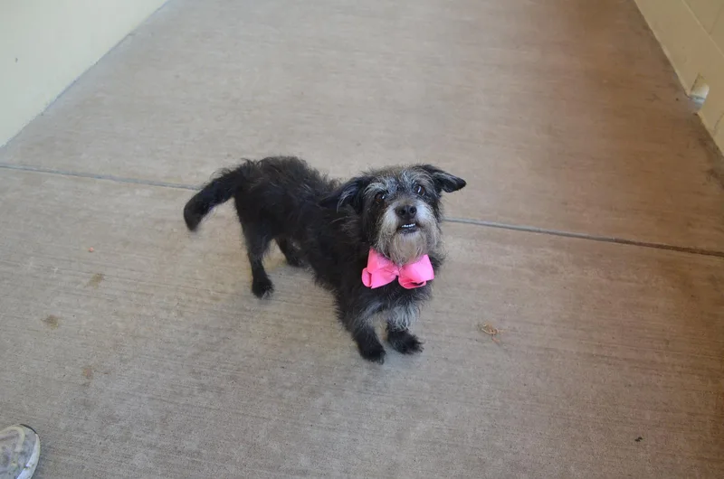 A young small-sized female Terrier dog named Ladybug for adoption in McKinney, TX