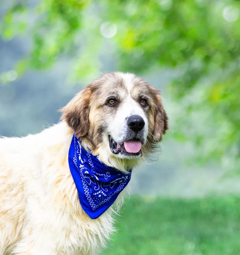 An adult extra large-sized male Great Pyrenees dog named Levi for adoption in Coatesville, PA