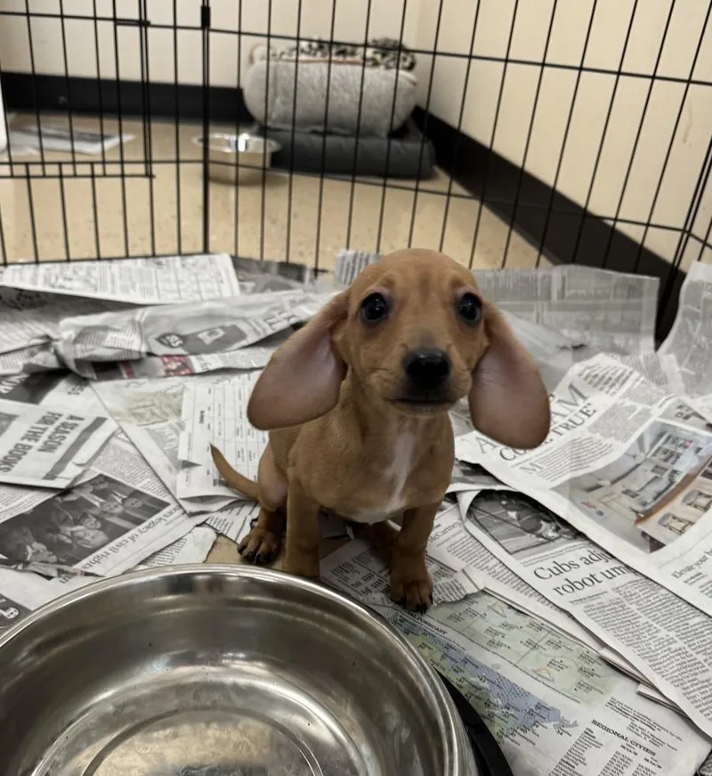 Daisy Mondrich thumbnail 2