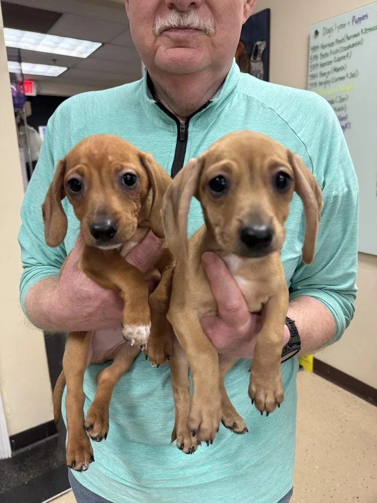 Daisy Mondrich thumbnail 3