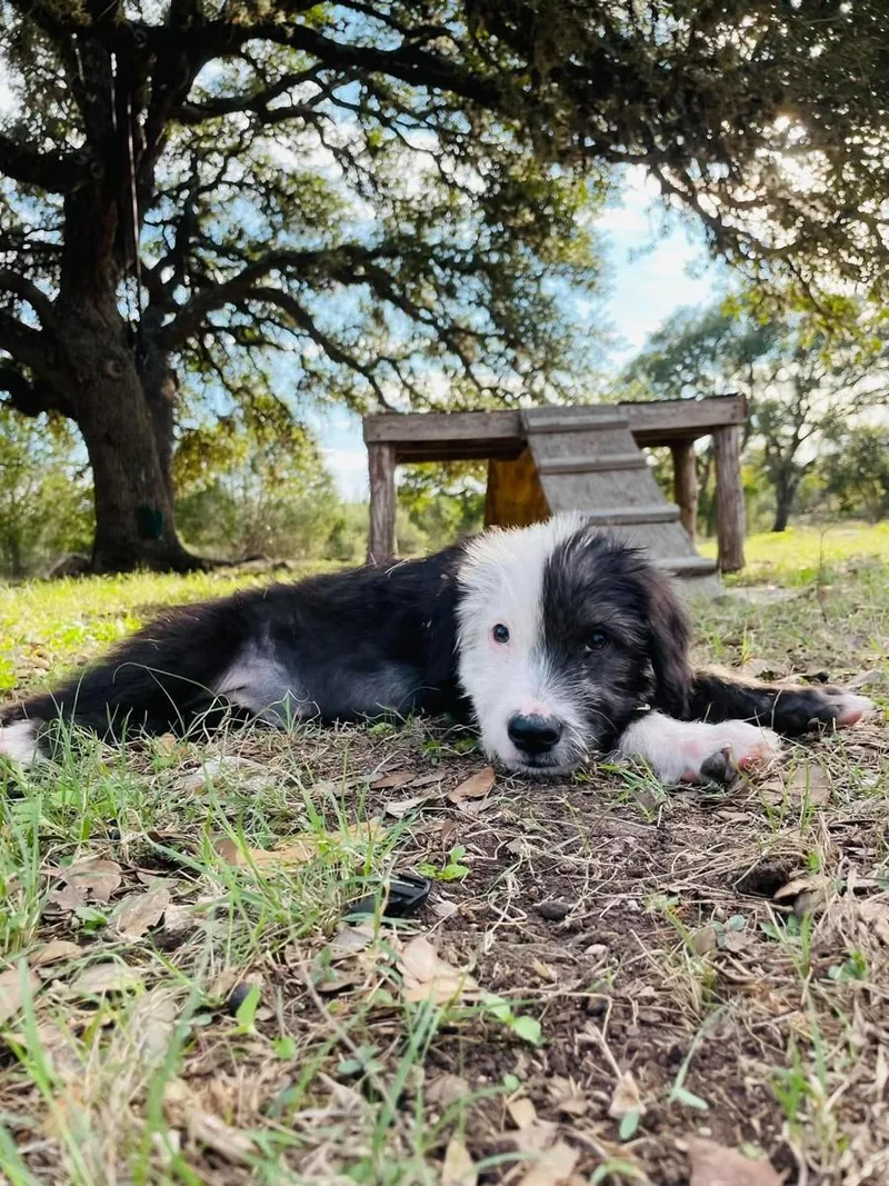 A baby medium-sized female Australian Shepherd dog named Chicago for adoption in Boerne, TX