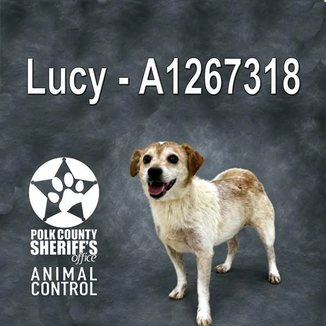 An adult small-sized female Parson Russell Terrier dog named Lucy for adoption in Winter Haven, FL