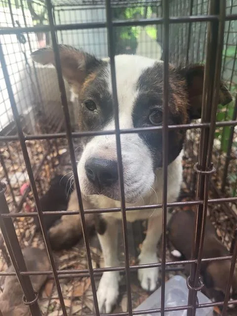 An adult large-sized female American Staffordshire Terrier dog named Bella for adoption in San Antonio, TX