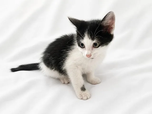 A baby medium-sized male Black & White / Tuxedo Domestic Short Hair cat named Ross for adoption in Greensboro, NC