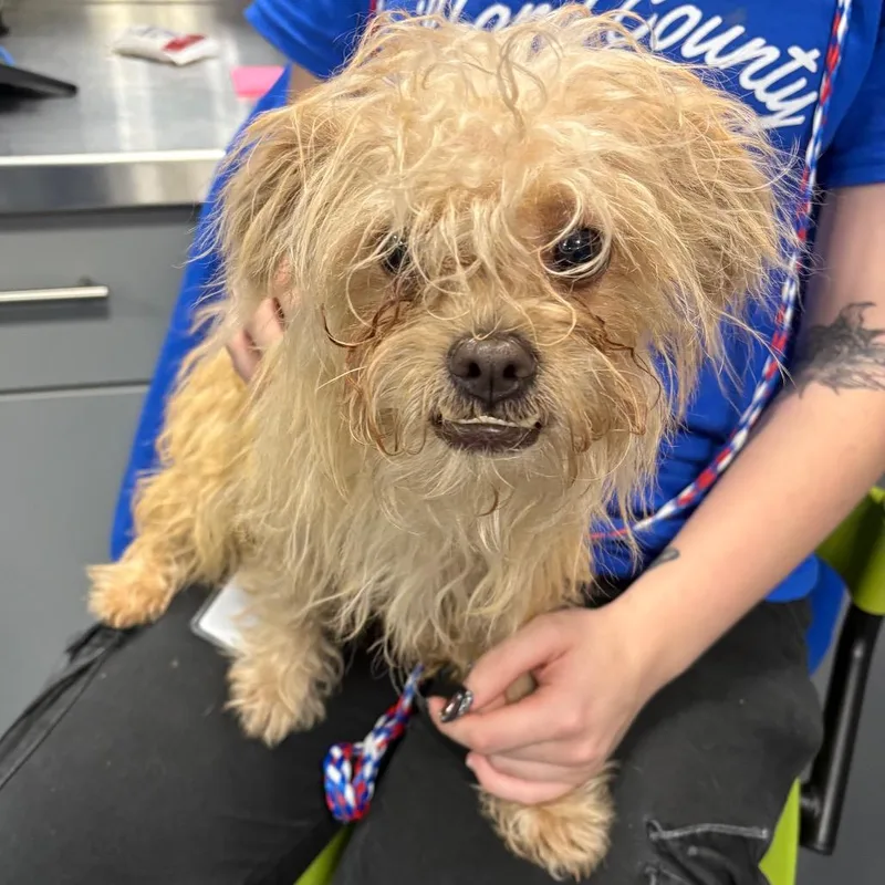 An adult small-sized male Yellow / Tan / Blond / Fawn Mixed Breed dog named Wally for adoption in Greensboro, NC