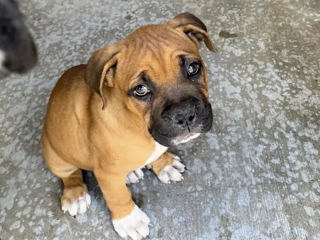 A baby small-sized female Boxer dog named Munchkin for adoption in Tustin, CA