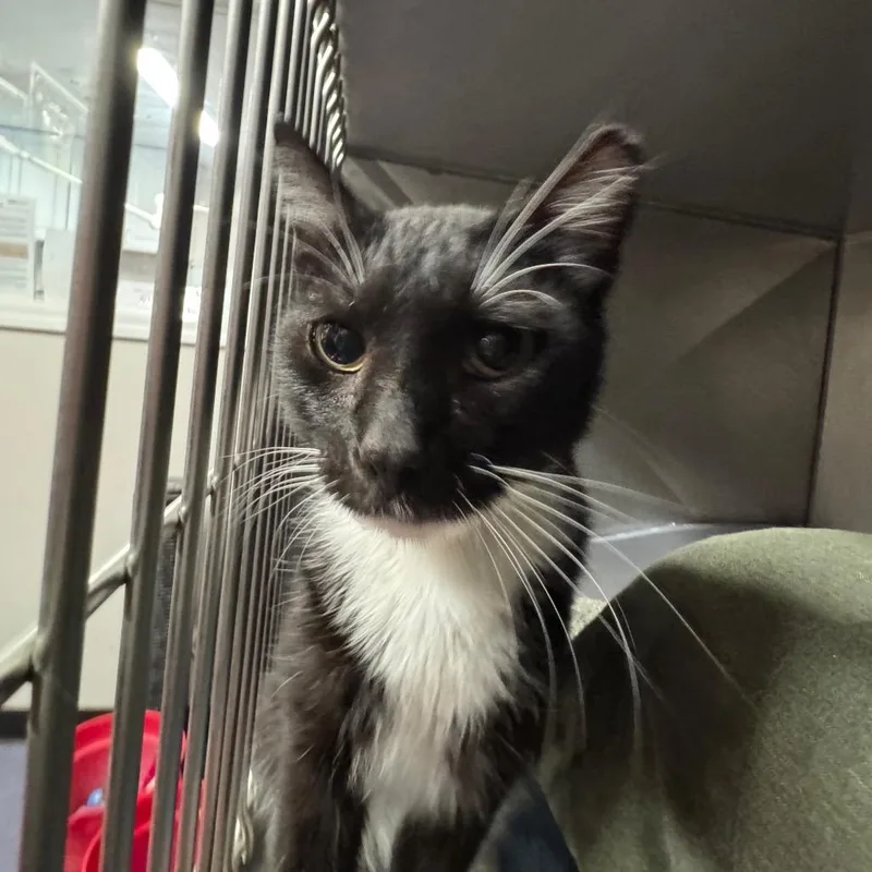 An adult small-sized male Black Domestic Short Hair cat named Sir Boots for adoption in Edwardsville, IL
